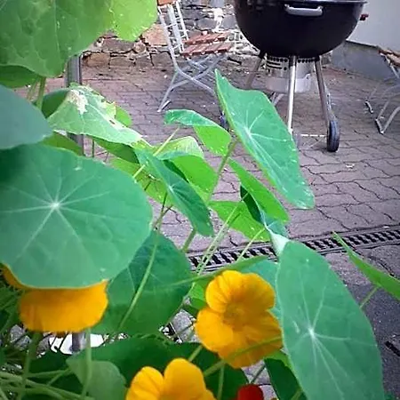Zur Sonne Hotel Falkenstein (Vogtland)